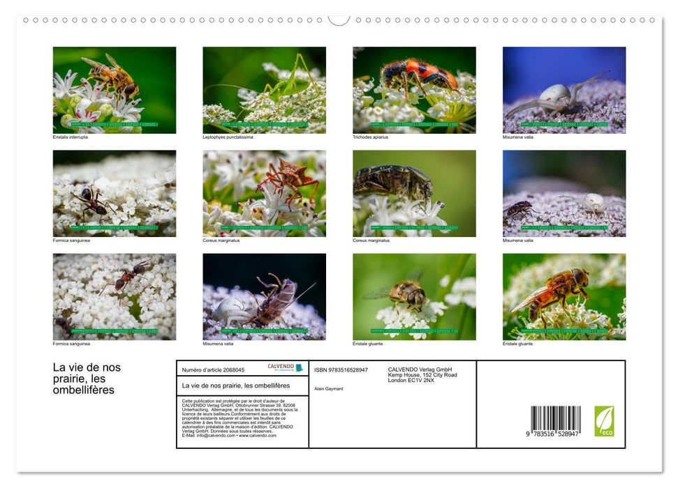 La vie de nos prairie, les ombellifères (CALVENDO Calendrier supérieur 2026)