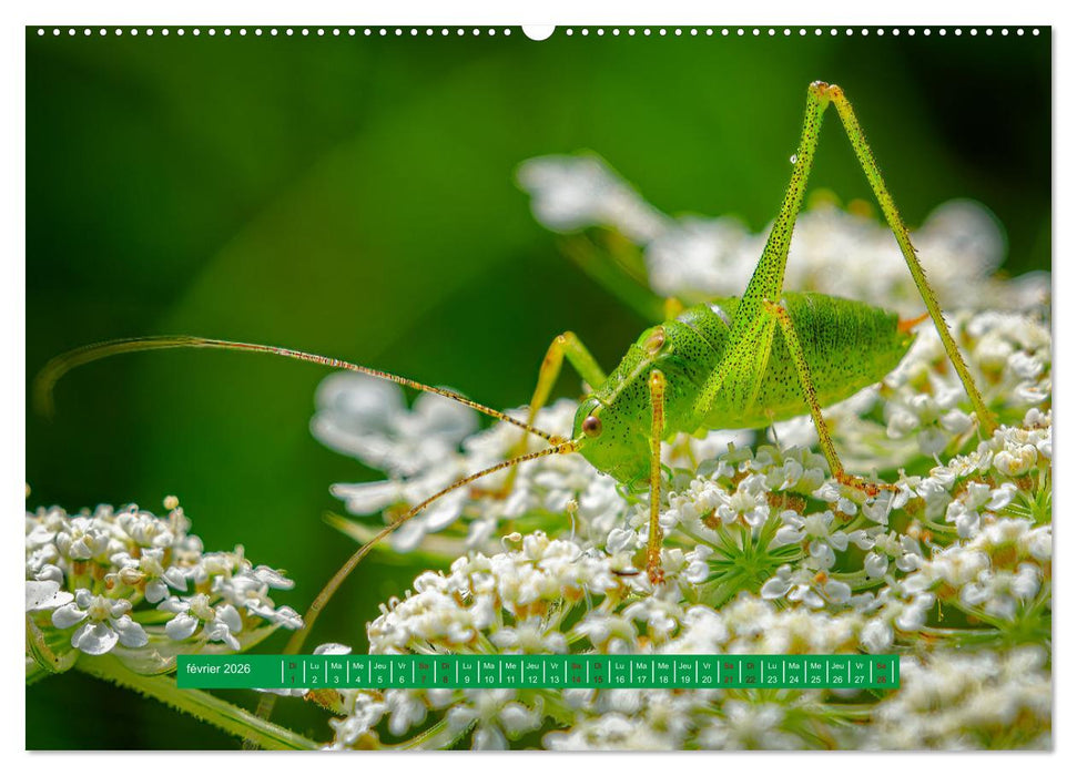 La vie de nos prairie, les ombellifères (CALVENDO Calendrier supérieur 2026)