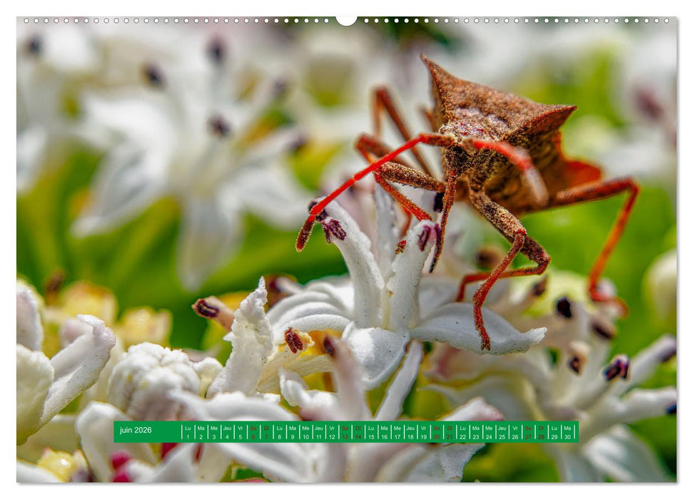 La vie de nos prairie, les ombellifères (CALVENDO Calendrier supérieur 2026)