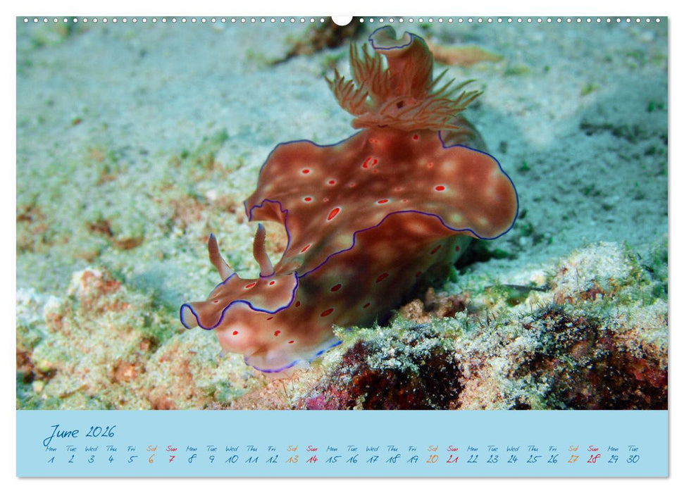 Sea Slugs - Little Wonders - Pure Beauties (CALVENDO Monthly Calendar 2026)