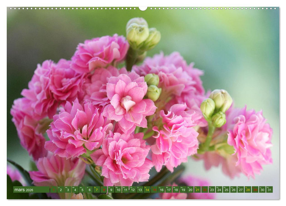 La beauté des fleurs (CALVENDO Calendrier mensuel 2026)