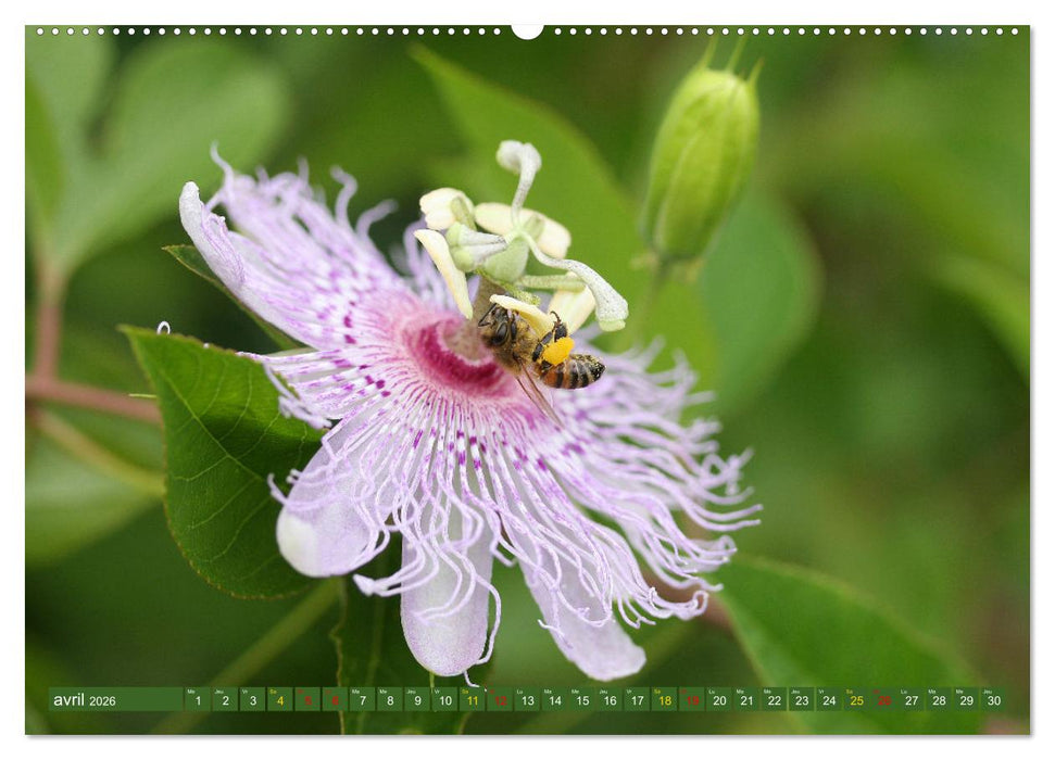 La beauté des fleurs (CALVENDO Calendrier mensuel 2026)