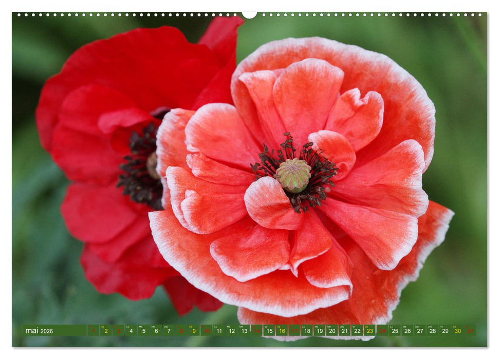 La beauté des fleurs (CALVENDO Calendrier mensuel 2026)