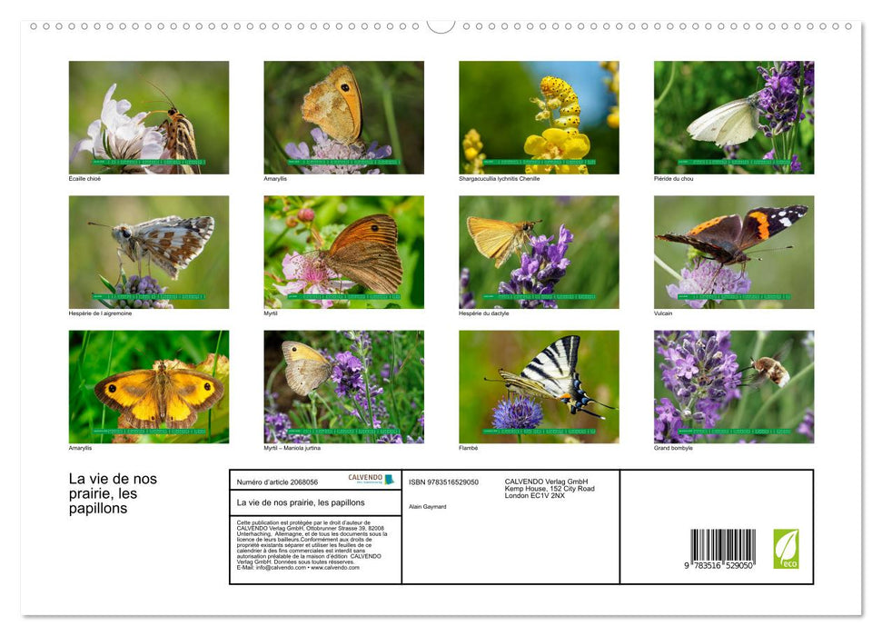 La vie de nos prairie, les papillons (CALVENDO Calendrier supérieur 2026)