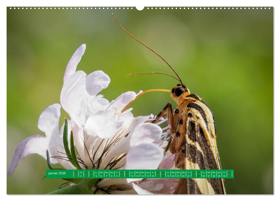 La vie de nos prairie, les papillons (CALVENDO Calendrier supérieur 2026)