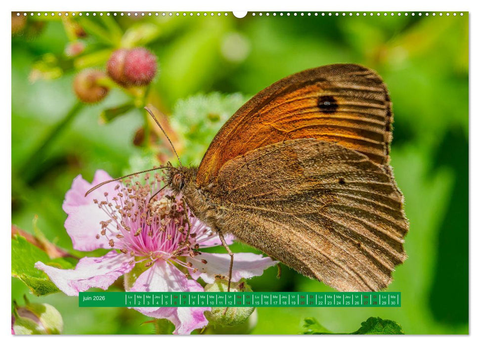 La vie de nos prairie, les papillons (CALVENDO Calendrier supérieur 2026)