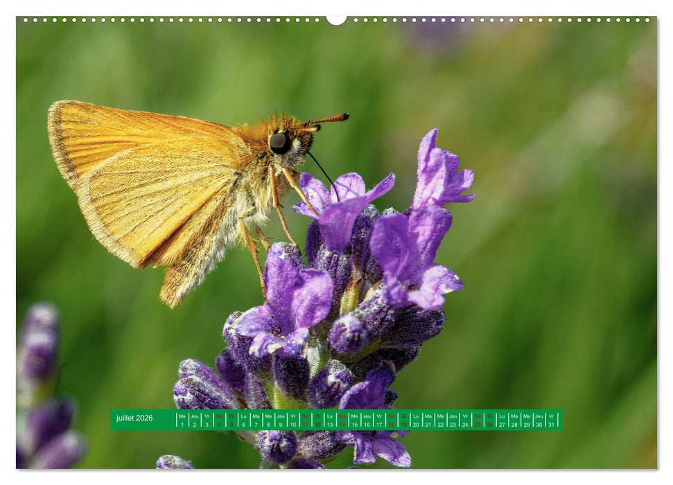La vie de nos prairie, les papillons (CALVENDO Calendrier supérieur 2026)