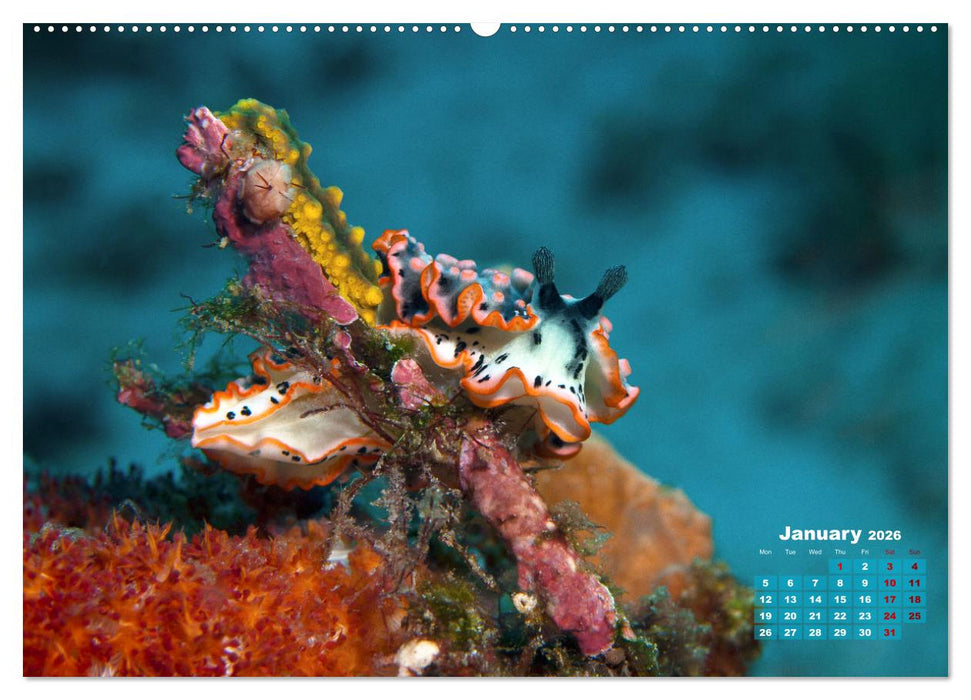 Oceans Alive - A World of Color and Diversity (CALVENDO Premium-Calendar 2026)