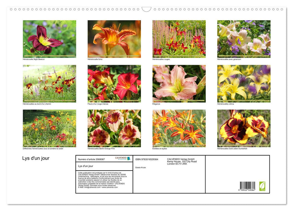 Lys d'un jour (CALVENDO Calendrier mensuel 2026)