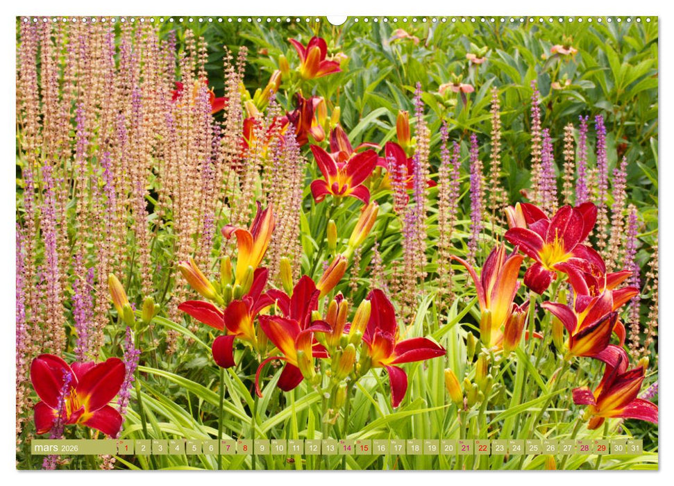 Lys d'un jour (CALVENDO Calendrier mensuel 2026)