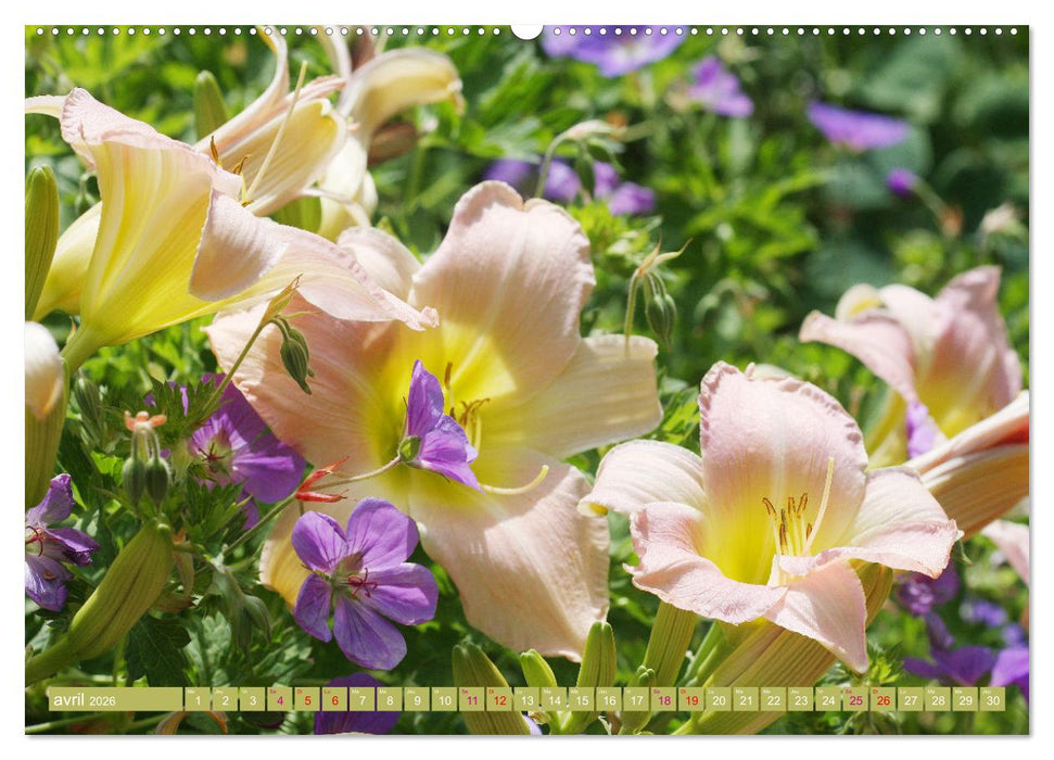 Lys d'un jour (CALVENDO Calendrier mensuel 2026)