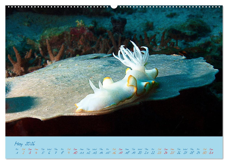 Sea Slugs - Little Wonders - Pure Beauties (CALVENDO Premium-Calendar 2026)