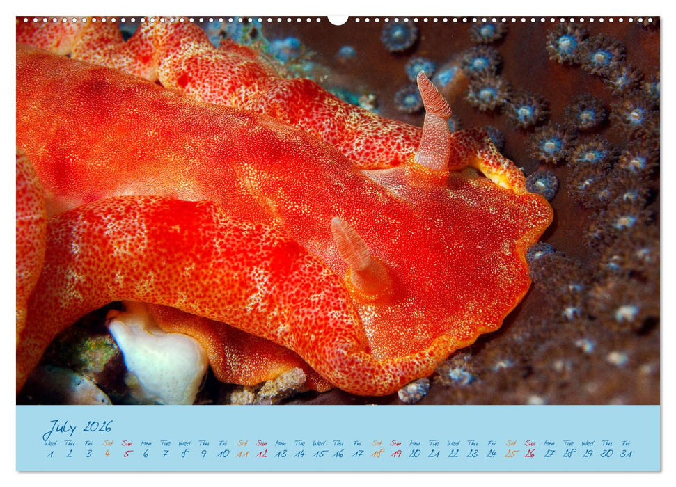 Sea Slugs - Little Wonders - Pure Beauties (CALVENDO Premium-Calendar 2026)