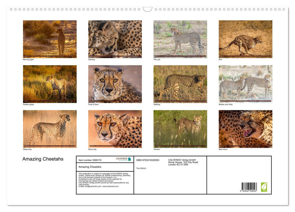 Amazing Cheetahs (CALVENDO Monthly Calendar 2026)
