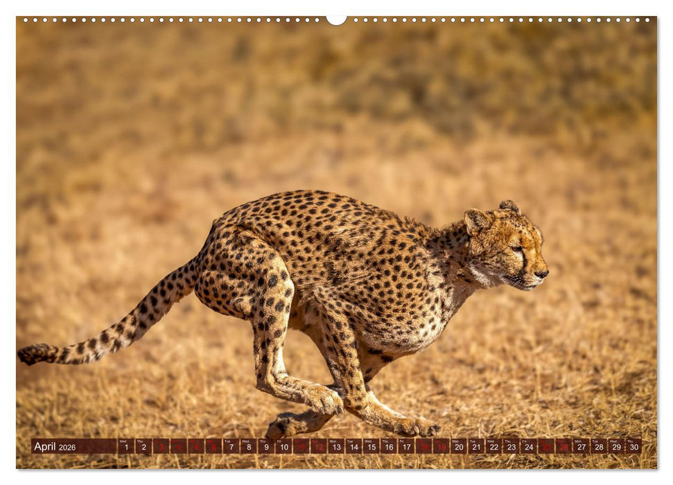 Amazing Cheetahs (CALVENDO Monthly Calendar 2026)