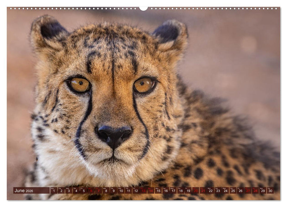 Amazing Cheetahs (CALVENDO Monthly Calendar 2026)