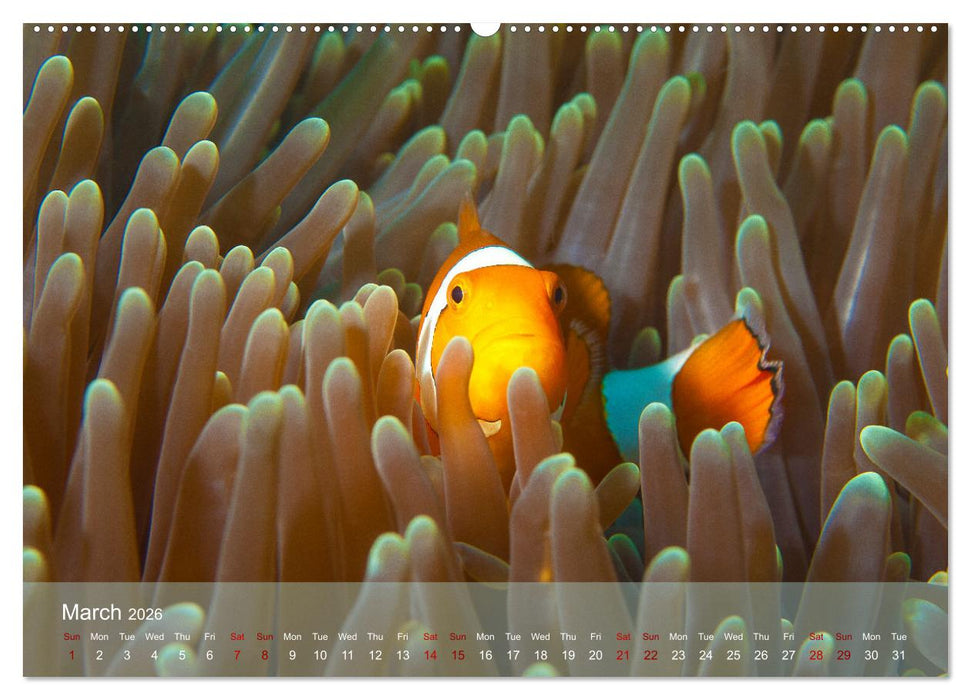 Anemonefish - always busy - always on the move (CALVENDO Premium-Calendar 2026)
