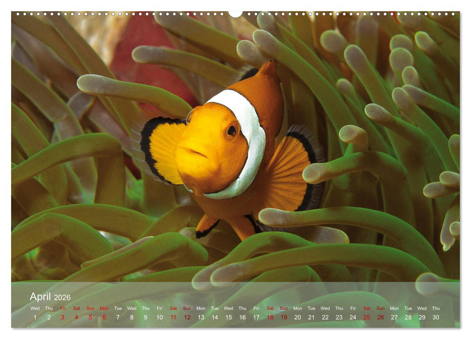 Anemonefish - always busy - always on the move (CALVENDO Premium-Calendar 2026)
