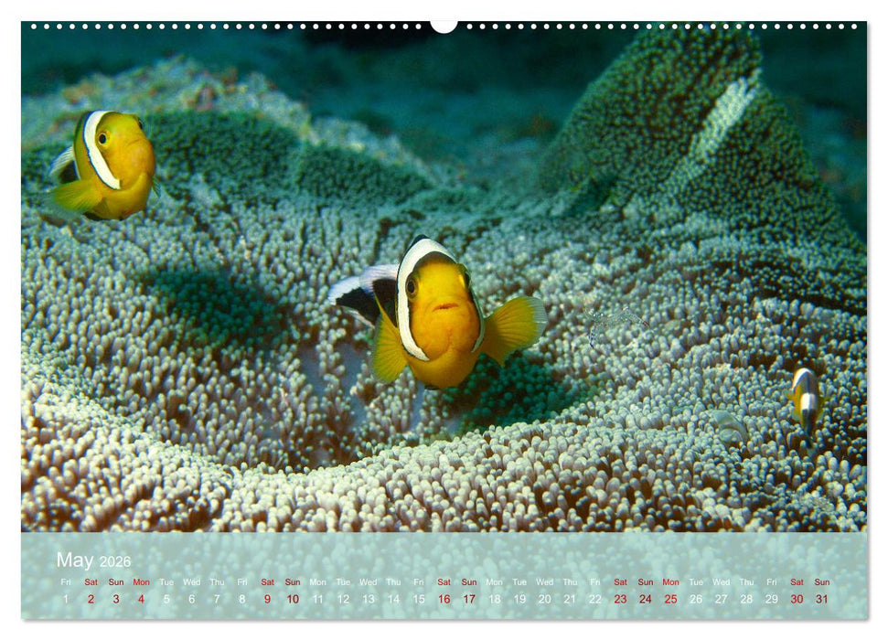 Anemonefish - always busy - always on the move (CALVENDO Premium-Calendar 2026)