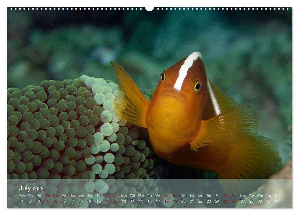 Anemonefish - always busy - always on the move (CALVENDO Premium-Calendar 2026)