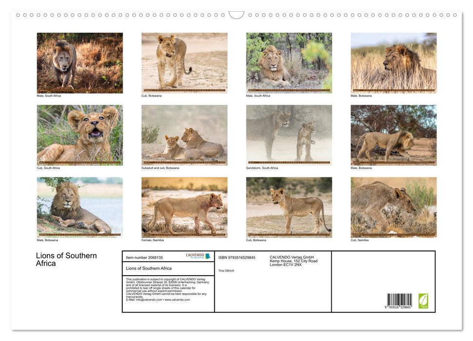 Lions of Southern Africa (CALVENDO Monthly Calendar 2026)