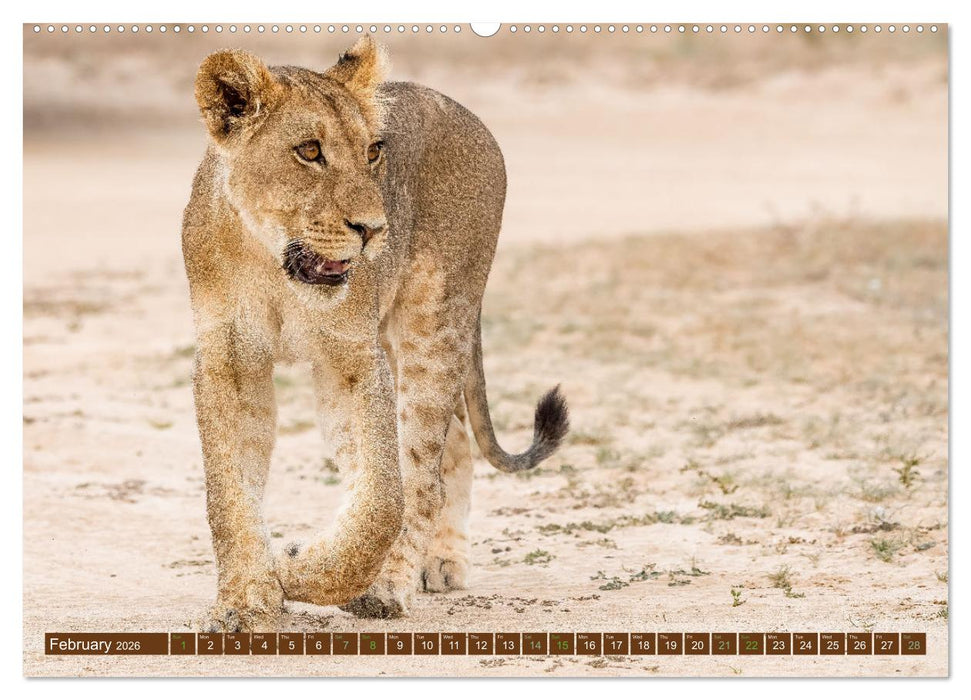Lions of Southern Africa (CALVENDO Monthly Calendar 2026)