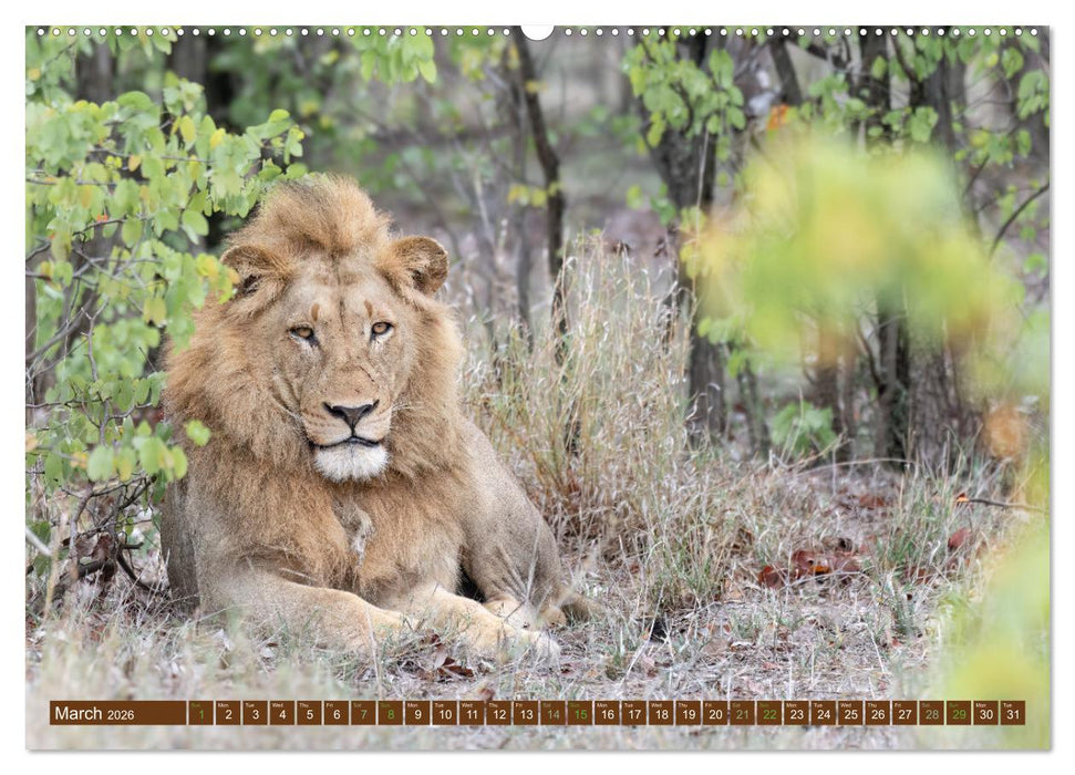 Lions of Southern Africa (CALVENDO Monthly Calendar 2026)