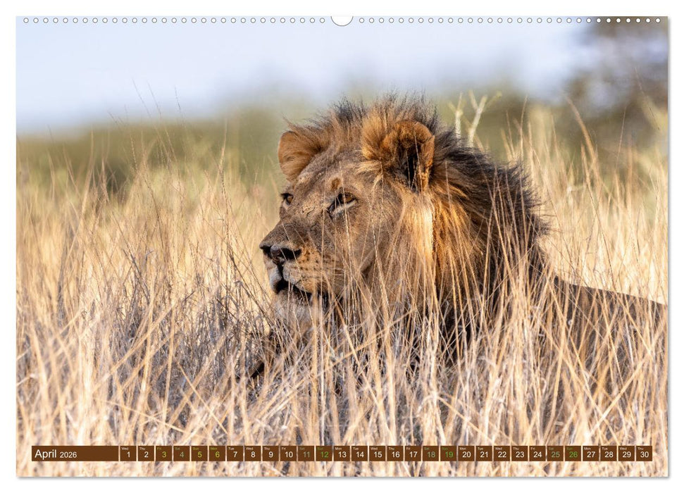 Lions of Southern Africa (CALVENDO Monthly Calendar 2026)