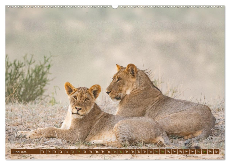 Lions of Southern Africa (CALVENDO Monthly Calendar 2026)