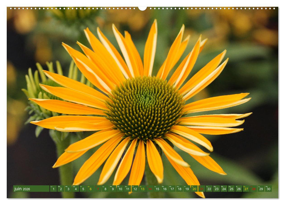 La beauté des fleurs (CALVENDO Calendrier supérieur 2026)