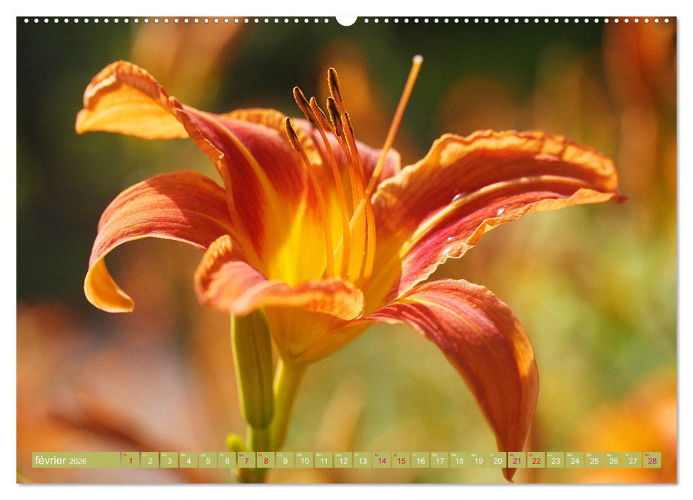 Lys d'un jour (CALVENDO Calendrier supérieur 2026)