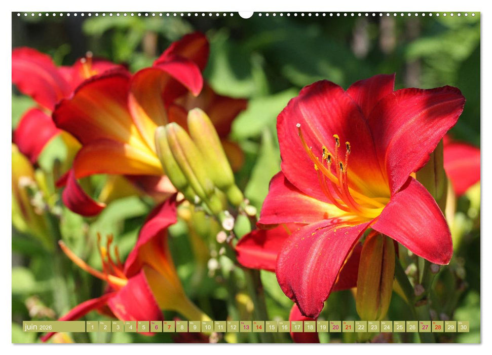 Lys d'un jour (CALVENDO Calendrier supérieur 2026)