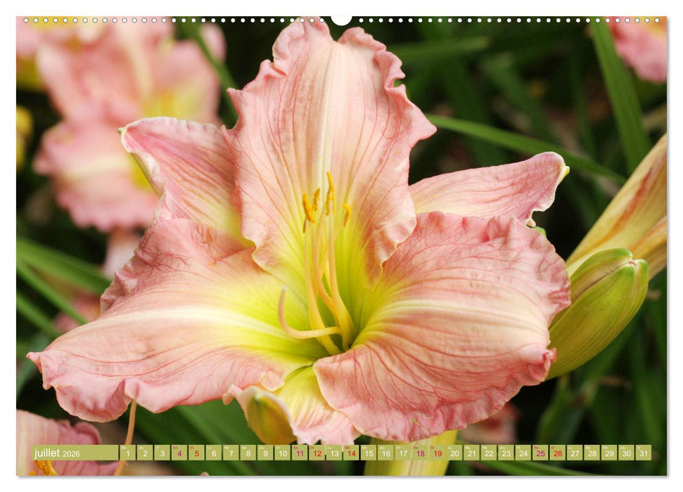 Lys d'un jour (CALVENDO Calendrier supérieur 2026)