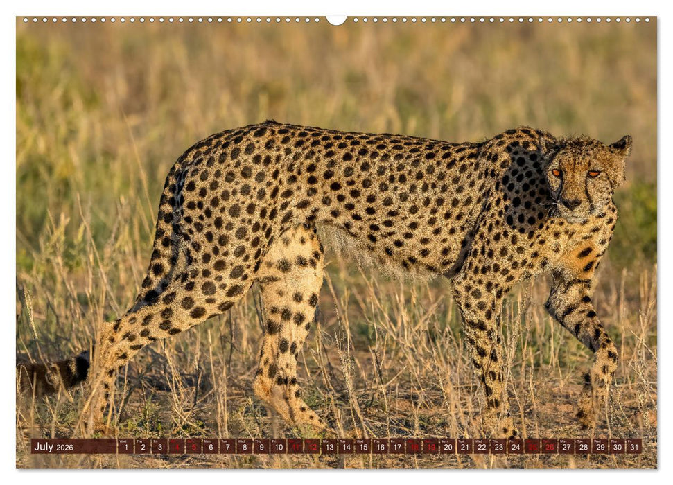 Amazing Cheetahs (CALVENDO Premium-Calendar 2026)