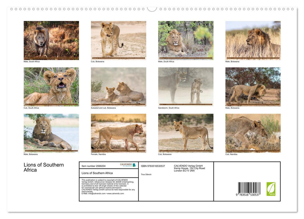 Lions of Southern Africa (CALVENDO Premium-Calendar 2026)