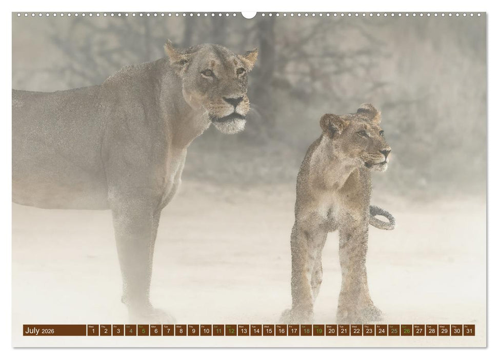 Lions of Southern Africa (CALVENDO Premium-Calendar 2026)