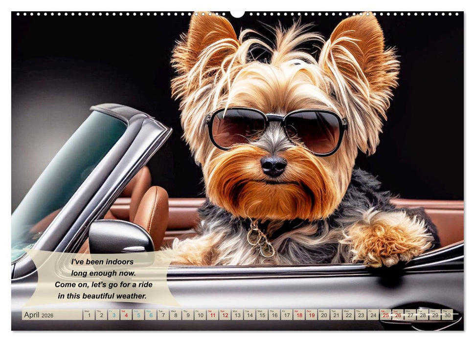 Great fun for Yorkshire Terrier lovers (CALVENDO Premium-Calendar 2026)