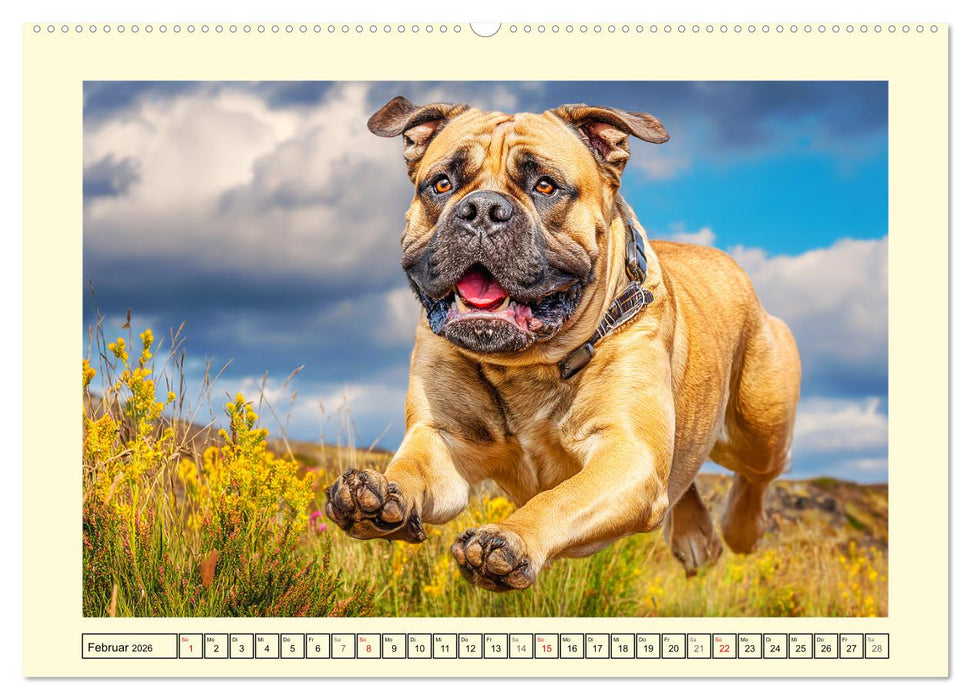 Bullmastiff im Porträt. Kraftvolle Hunde mit sanftem Wesen (CALVENDO Wandkalender 2026)