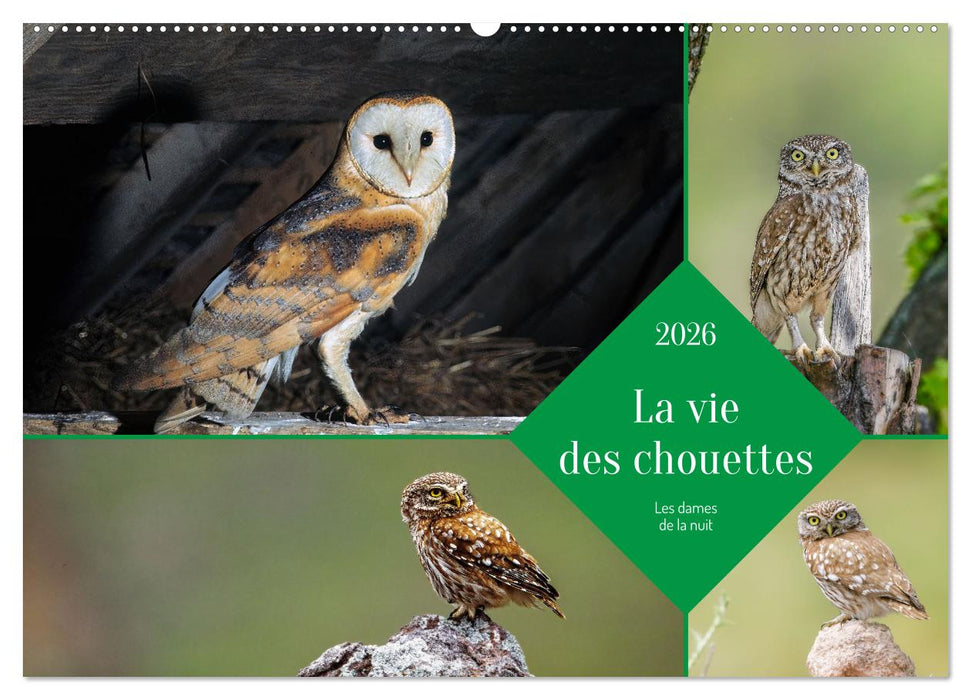 La vie des chouettes, les dames de la nuit (CALVENDO Calendrier mensuel 2026)