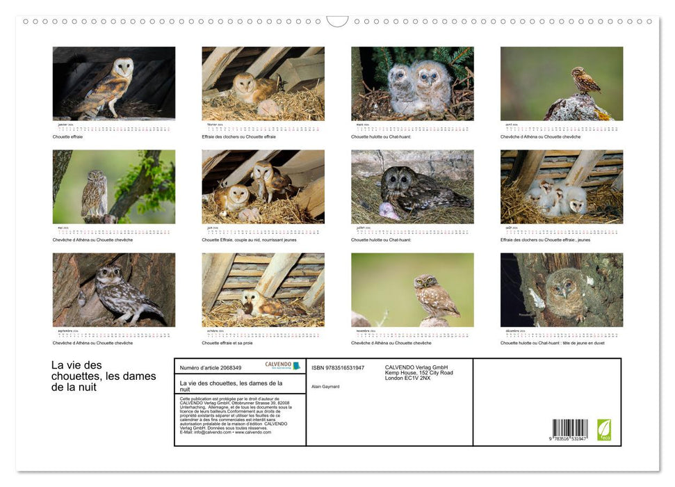 La vie des chouettes, les dames de la nuit (CALVENDO Calendrier mensuel 2026)