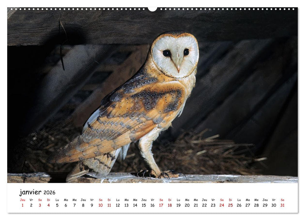La vie des chouettes, les dames de la nuit (CALVENDO Calendrier mensuel 2026)