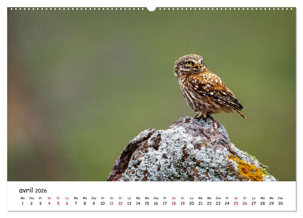 La vie des chouettes, les dames de la nuit (CALVENDO Calendrier mensuel 2026)