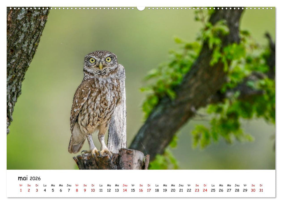 La vie des chouettes, les dames de la nuit (CALVENDO Calendrier mensuel 2026)