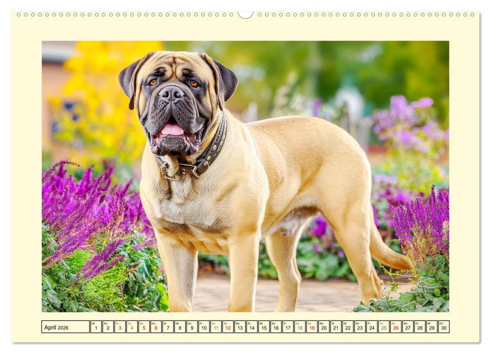 Bullmastiff im Porträt. Kraftvolle Hunde mit sanftem Wesen (CALVENDO Premium Wandkalender 2026)