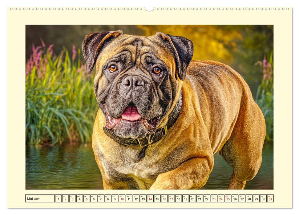 Bullmastiff im Porträt. Kraftvolle Hunde mit sanftem Wesen (CALVENDO Premium Wandkalender 2026)