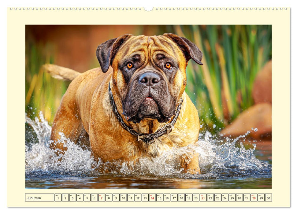 Bullmastiff im Porträt. Kraftvolle Hunde mit sanftem Wesen (CALVENDO Premium Wandkalender 2026)
