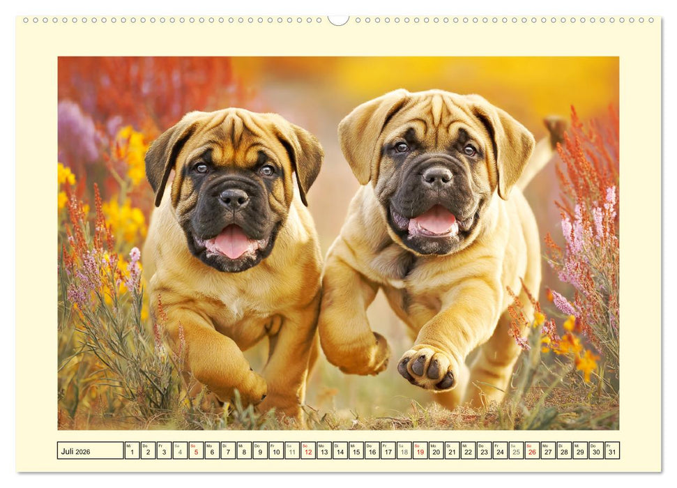 Bullmastiff im Porträt. Kraftvolle Hunde mit sanftem Wesen (CALVENDO Premium Wandkalender 2026)