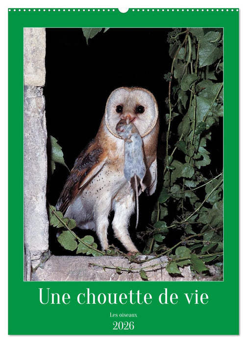 Une chouette de vie, les oiseaux (CALVENDO Calendrier mensuel 2026)