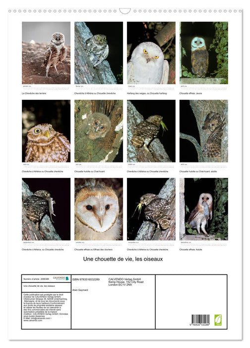 Une chouette de vie, les oiseaux (CALVENDO Calendrier mensuel 2026)