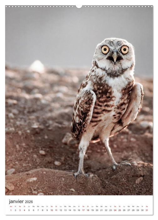 Une chouette de vie, les oiseaux (CALVENDO Calendrier mensuel 2026)